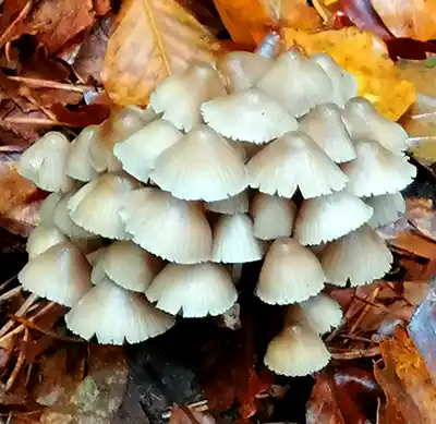 Champignons du village