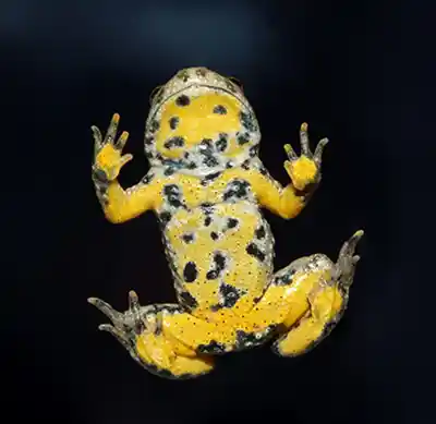 crapaud sonneur à ventre jaune