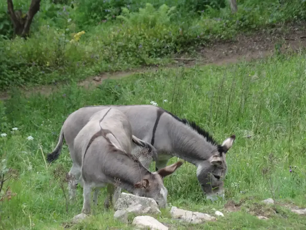 Tourisme vert avec les animaux au L en Ardèche