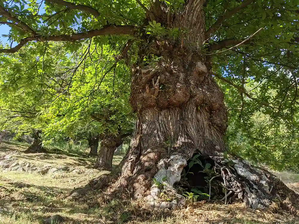 chataignier d'Albon d'Ardèche