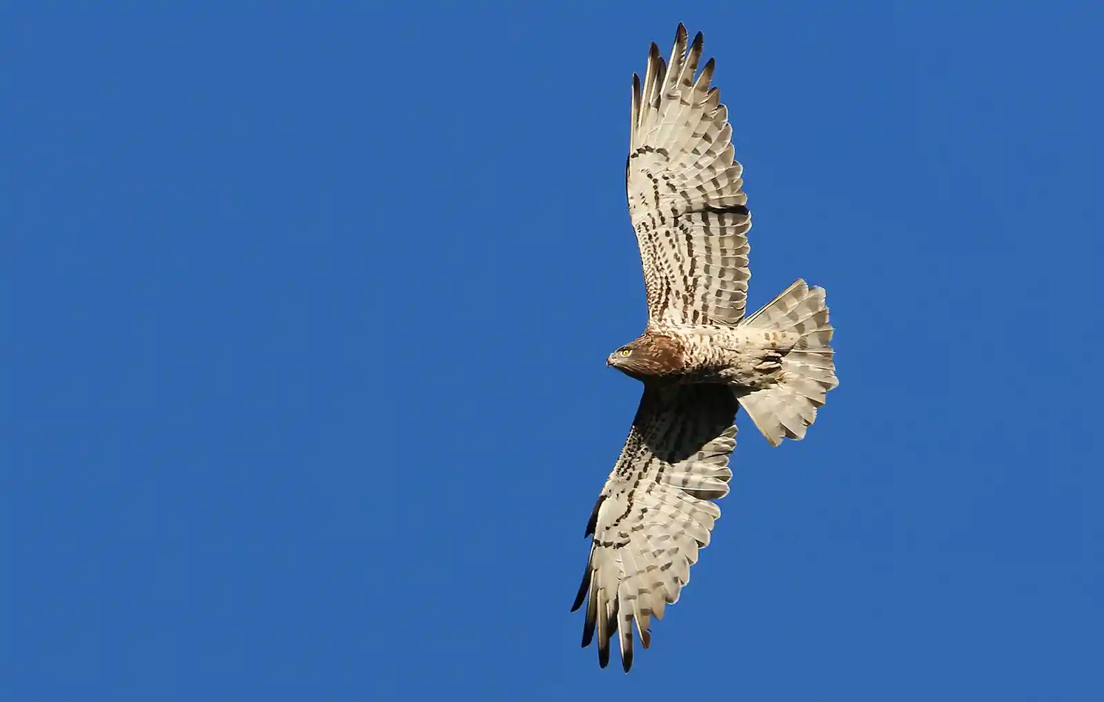 Tourisme vert à Albon d'Ardèche : observation des oiseaux