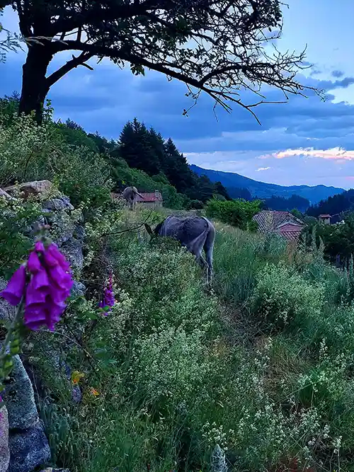 Tourisme éco-reponsable : balades avec les ânes