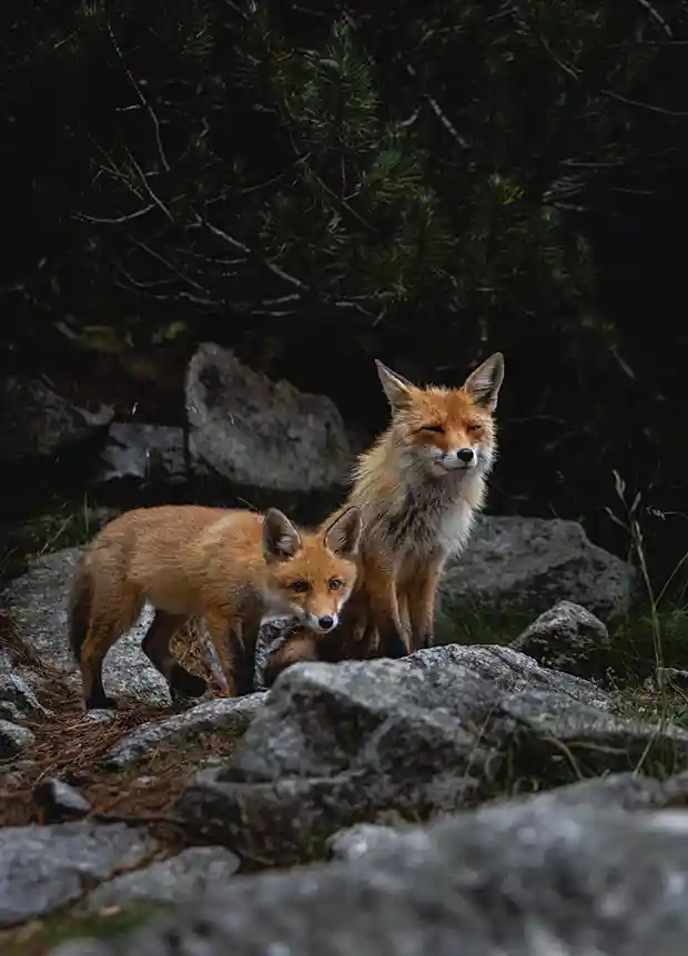 Tourisme vert : vous verrez des animaux sauvages à Albon d'Ardèche